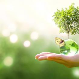Sustainability: a photo of a hand in a green environment that holds a glass bowl out of which a tree is growing an don which a butterfly has landed