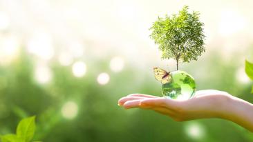 Sustainability: a photo of a hand in a green environment that holds a glass bowl out of which a tree is growing an don which a butterfly has landed